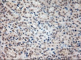 Prominin 2 / PROM2 Antibody (clone OTI6B7)