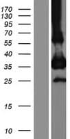 CEACAM19 Protein (Over-Expression Lysate Myc-DDK (Flag))