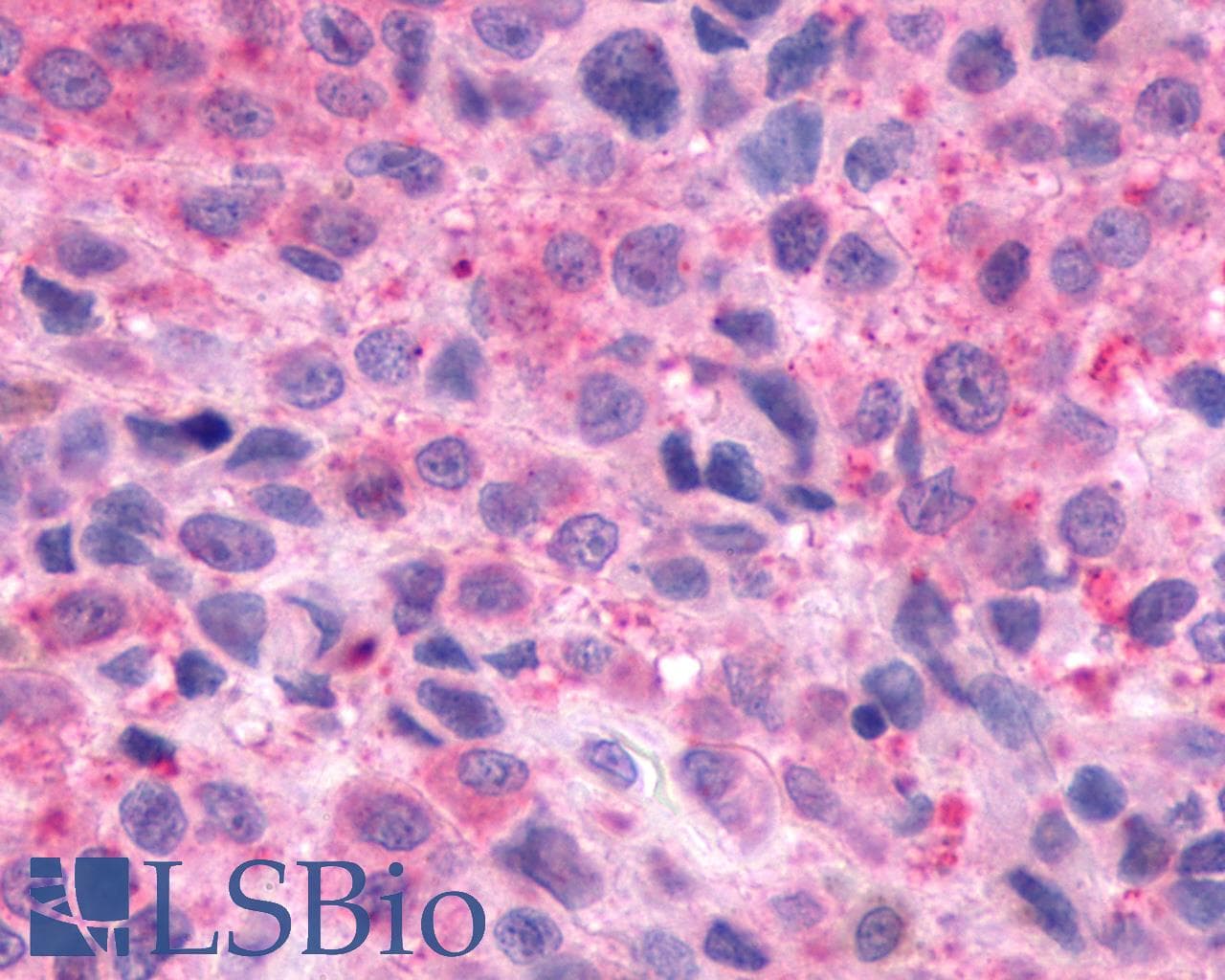 PathPlus™ Encephalopsin / OPN3 Antibody (C-Terminus)