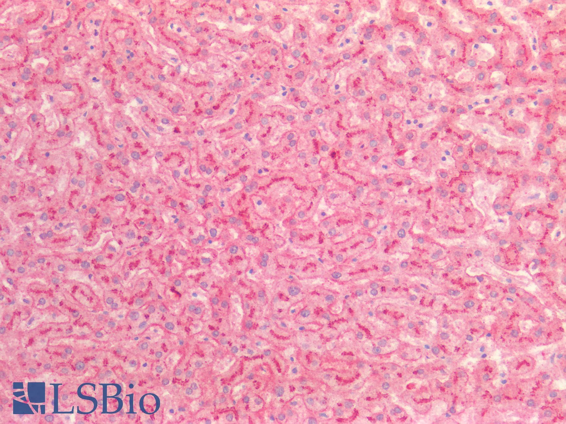 PathPlus™ Polyclonal Rabbit anti-Human APOE / Apolipoprotein E Antibody (IHC, IF)