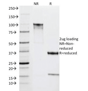 HLA-DR Antibody (clone IPO-10, Azide-free, BSA-free)