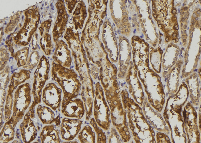 NDRG3 Antibody