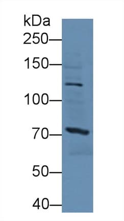 SSFA2 Antibody (aa276-510)