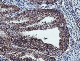REEP2 Antibody (clone OTI2C7)