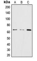 CSTF2 / CstF-64 Antibody (N-Terminus)