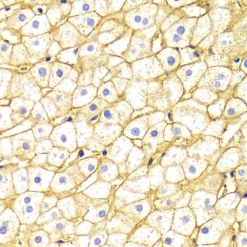 IHC-plus™ Basigin / Emmprin / CD147 Antibody