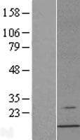 AHSP / EDRF Protein (Over-Expression Lysate Myc-DDK (Flag))