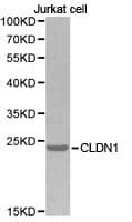 Polyclonal Rabbit anti-Human CLDN1 / Claudin 1 Antibody (IHC, WB)