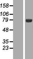 Human NUMB Protein (Over-Expression Lysate Myc-DDK (Flag))