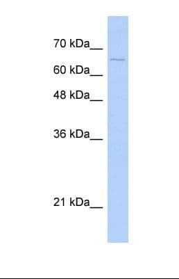 MID1 Antibody (aa57-106)