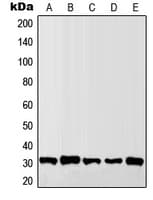 Granzyme B+H Antibody (N-Terminus)