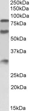 PathPlus™ KNG1 / Kininogen / Bradykinin Antibody (aa58-70)