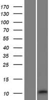RIIAD1 Protein (Over-Expression Lysate Myc-DDK (Flag))