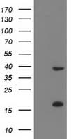 PDLIM2 / SLIM Antibody (clone OTI12A5, Carrier-free)
