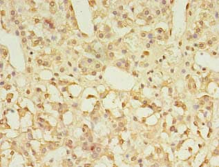 GPR3 Antibody