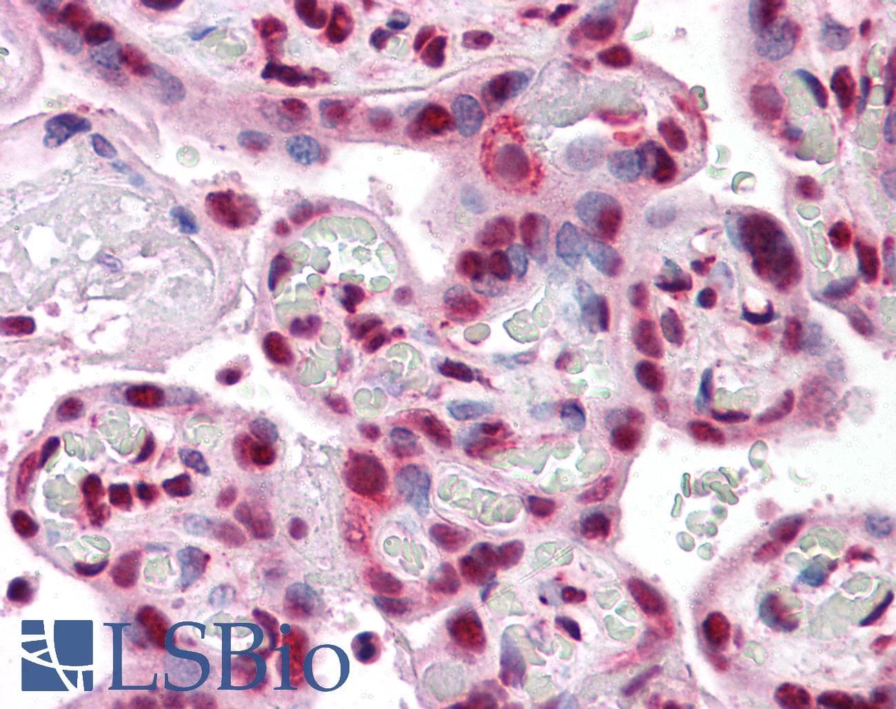 IHC-plus™ IPP2 / PPP1R2 Antibody (clone 2E9)