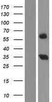 RIC3 Protein (Over-Expression Lysate Myc-DDK (Flag))