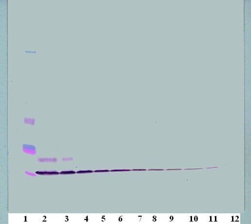 CCL3 / MIP-1-Alpha Antibody