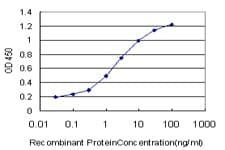 MFNG / Manic Fringe Antibody (clone 2B11)