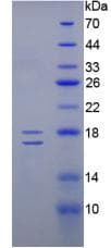 Human INHBE / Activin Protein (Recombinant His)
