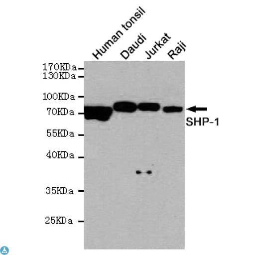 PTPN6 / SHP1 Antibody