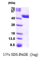 Human CRYZL1 Protein (Recombinant His)