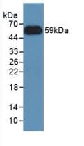 NNMT Antibody (aa1-258)