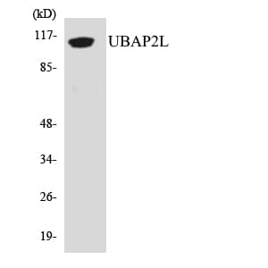 UBAP2L Antibody (aa554-603)