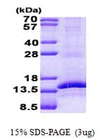 Human CD3G Protein (Recombinant His)