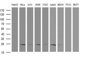 RYBP Antibody (clone OTI2B4, Carrier-free)