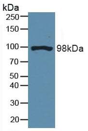 DNM2 / Dynamin-2 Antibody (aa533-731)