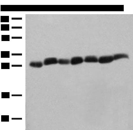 PSMA3 Antibody