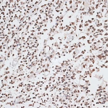 H2AFX / H2AX Antibody