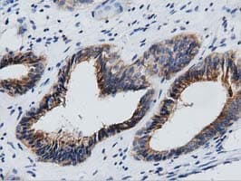 GAS7 Antibody (clone OTI2F6)
