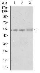 SPIB Antibody (clone 4G5)