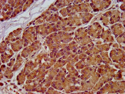 SEL1L Antibody