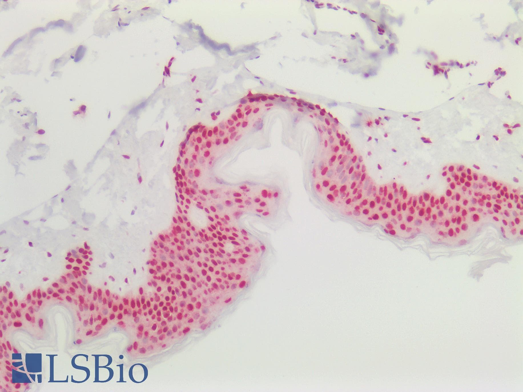 PathPlus™ HNRNPK / hnRNP K Antibody (aa200-250)