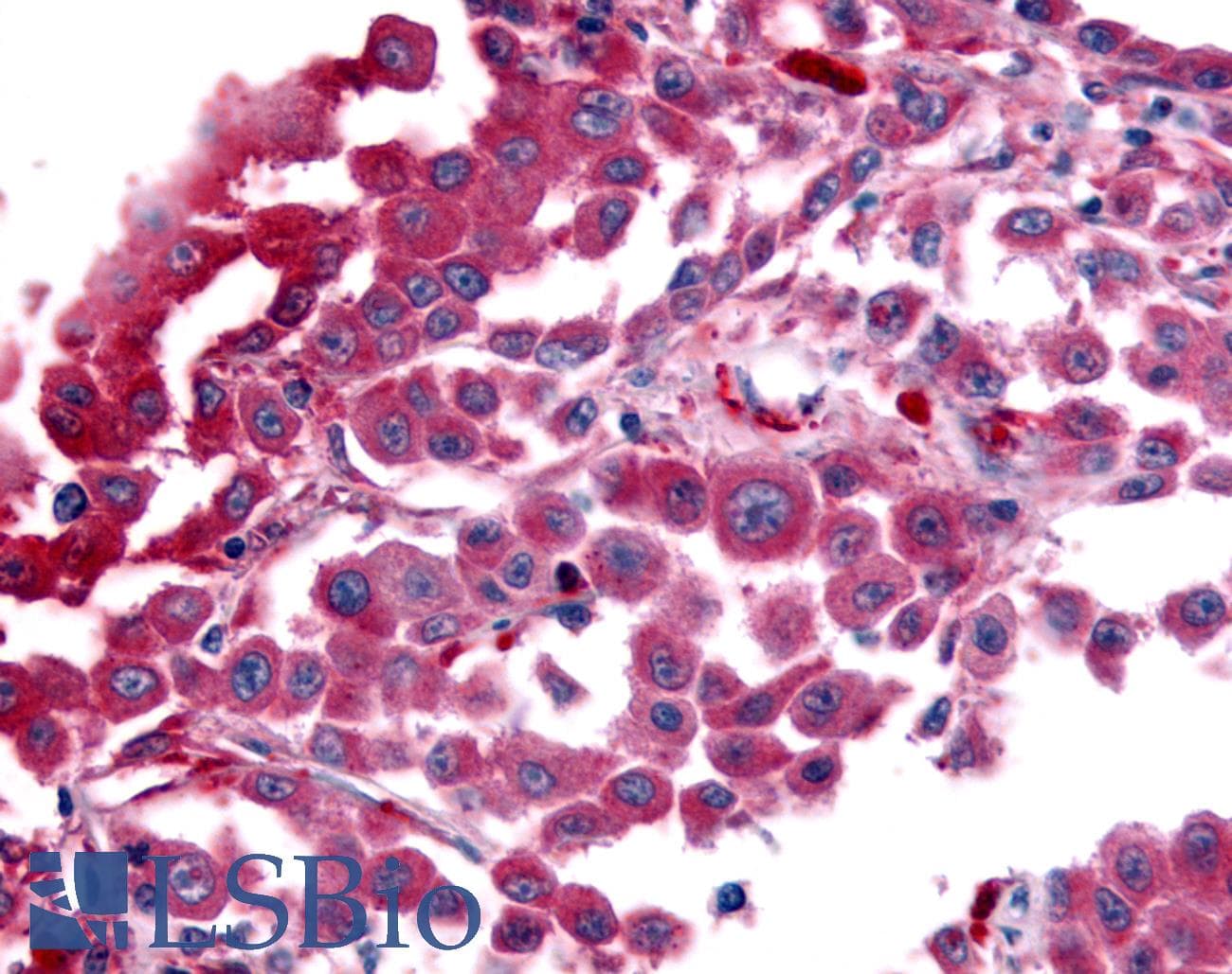 PathPlus™ AVPR1B Antibody (C-Terminus)