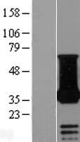NECAP1 Protein (Over-Expression Lysate Myc-DDK (Flag))