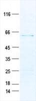 Human KIAA1674 / LRRC27 Protein (Recombinant His, N-Terminal)
