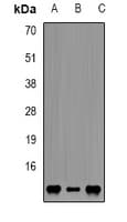 FKBP1A / FKBP12 Antibody
