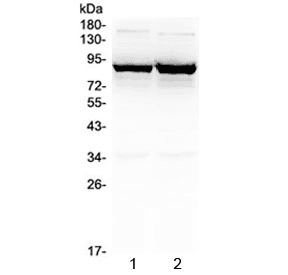 SLC6A1 / GAT-1 Antibody