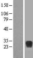 RND2 Protein (Over-Expression Lysate Myc-DDK (Flag))