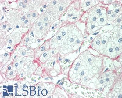 Monoclonal Mouse Cortisol Antibody (IHC)