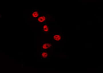 NFYC Antibody
