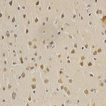 HDAC6 Antibody
