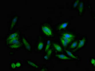 USP10 Antibody
