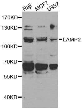 LAMP2 / CD107b Antibody