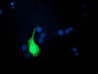 Monoclonal Mouse anti-Human UBL4A Antibody (clone OTI2D7, IF, WB)