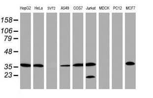 APEX1 / APE1 Antibody (clone OTI1H9)